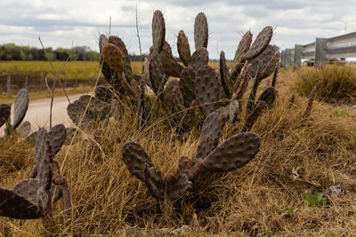 Close-up of succulent plant on field against sky