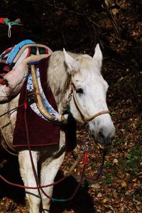 Saddle on horse at field