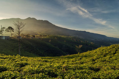 Beauty landscape view lawu mountain