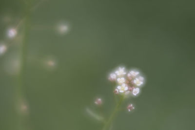 Close-up of water drops on flowering plant