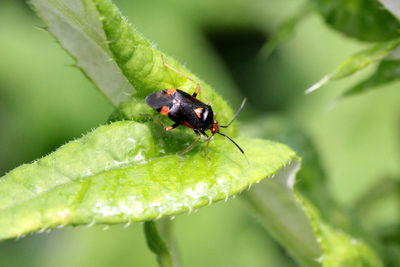 Close-up of insect on leaf