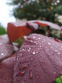 Close-up of raindrops on maple leaves