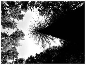 Low angle view of silhouette trees against sky