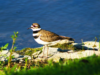 Bird on rock at lakeshore