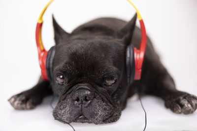 Close-up portrait of dog