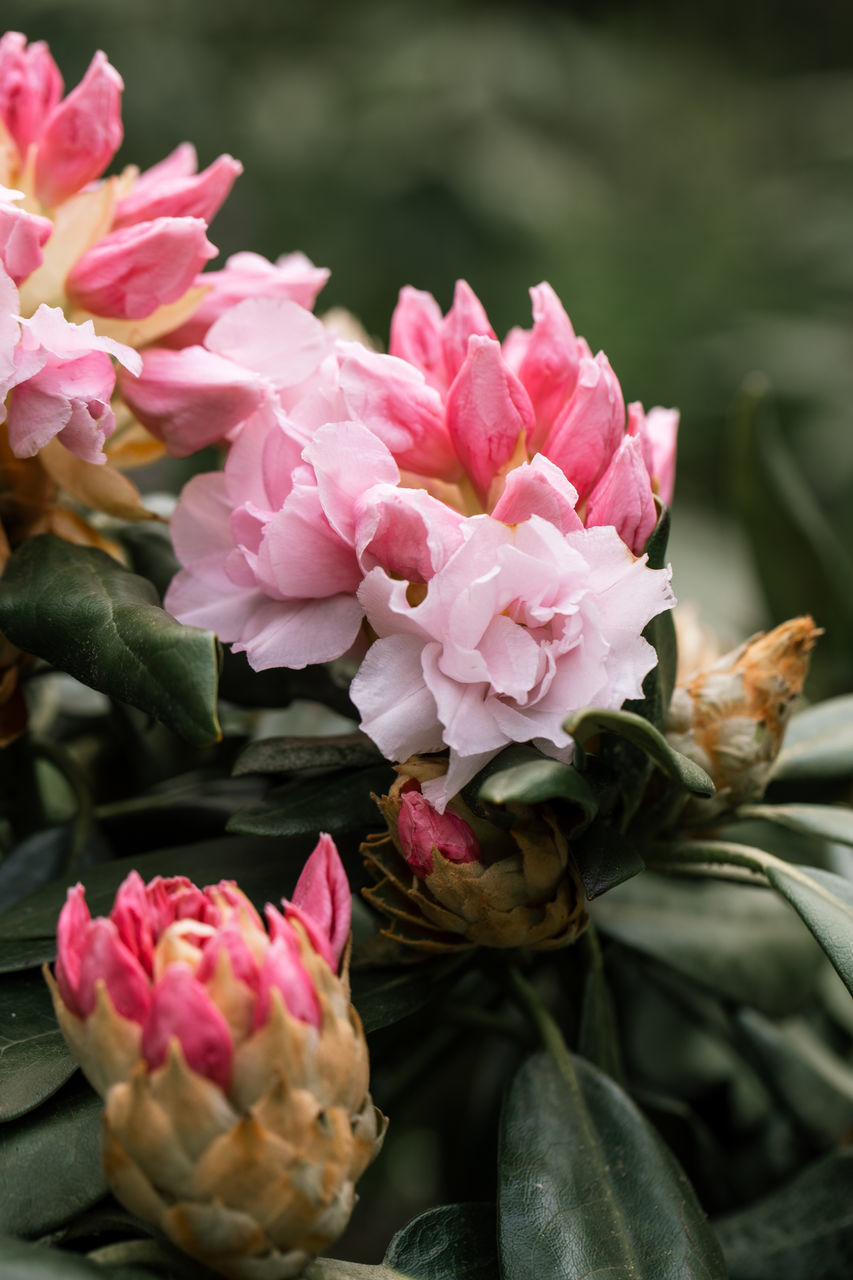 flower, flowering plant, plant, pink, beauty in nature, freshness, nature, close-up, petal, plant part, flower head, no people, leaf, inflorescence, fragility, blossom, bouquet, flower arrangement, focus on foreground, outdoors, growth, rose, springtime, bunch of flowers