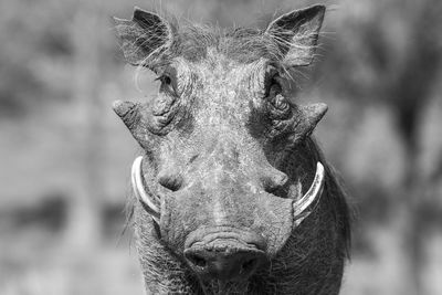 Close-up portrait of horse