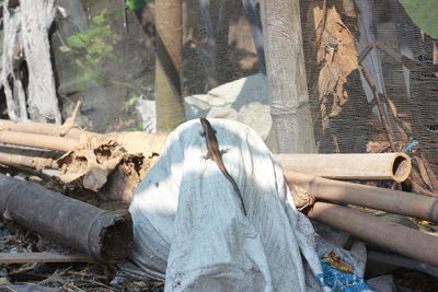 Stack of logs in forest