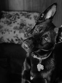 Close-up of a dog looking away