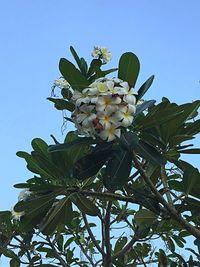 Low angle view of blooming tree against blue sky