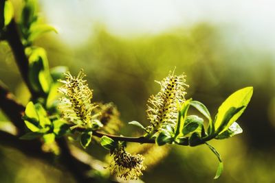 Close-up of flower bud