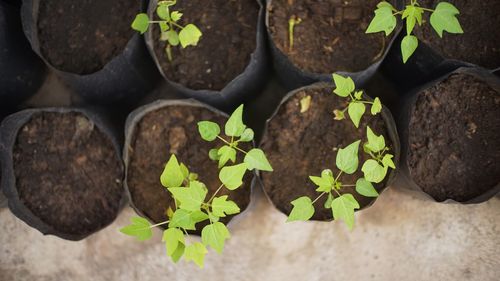 High angle view of potted plants