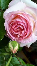 Close-up of pink rose