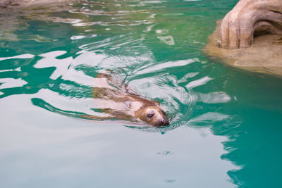 Close up of turtle in water