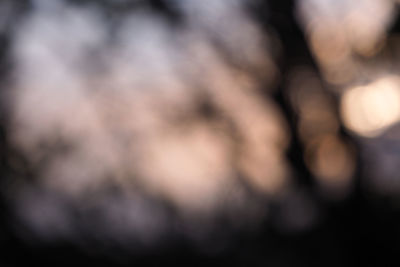 Close-up of blurred background