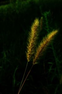 Close-up of fresh green plant against black background