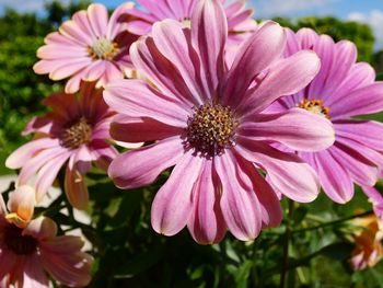 Close-up of pink flowering plants