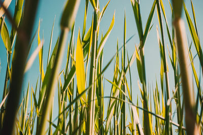 Young reeds sprouts on a warm sunny day against a blue clear sky. natural green meadow background.