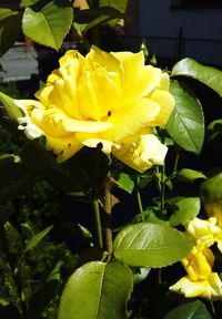 Close-up of yellow flowering plant