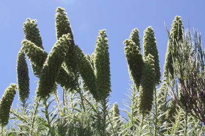 Low angle view of trees against blue sky