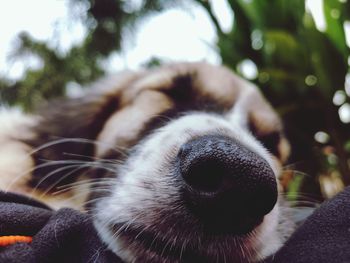 Close-up of a dog