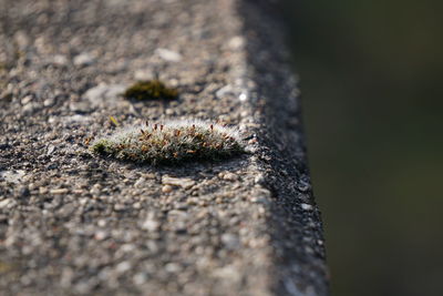 Close-up of plant