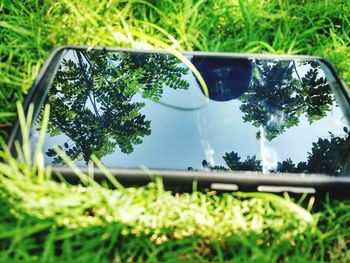 Reflection of trees in water