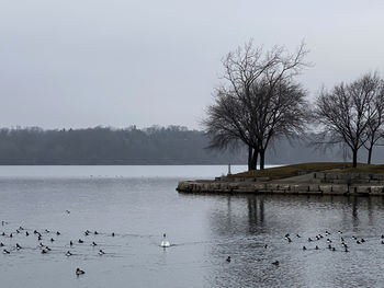 Birds swimming in lake against sky