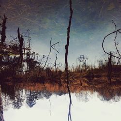 Reflection of trees in lake