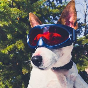 Dog wearing ski goggles outdoors on a sunny winter day