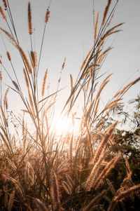 Close-up of stalks in field against clear sky