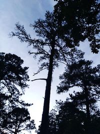 Low angle view of silhouette trees against sky