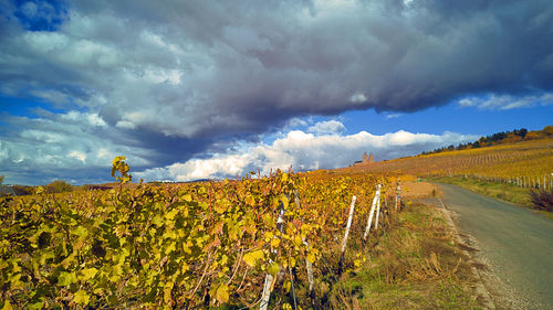 Scenic view of agricultural field against sky