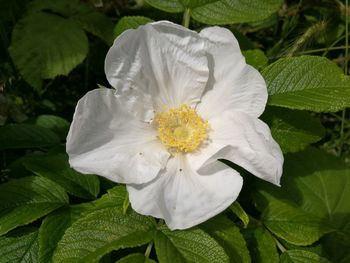 Close-up of white flower