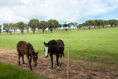 View of horses on field against sky