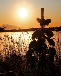 Silhouette plants by lake against sky during sunset