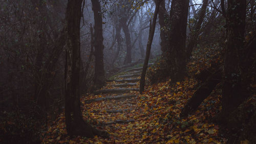 Trees growing in forest during autumn
