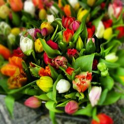 Close-up of flowers