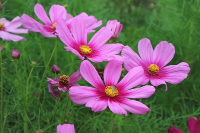 Close-up of pink flowering plants on field