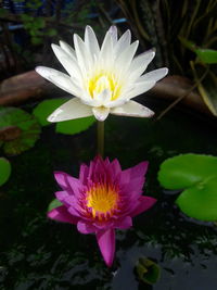 Close-up of lotus water lily in pond