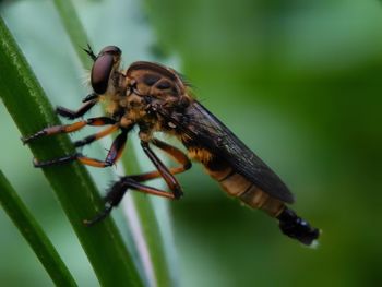 Close-up of insect on leaf