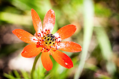 Close-up of red poppy flower