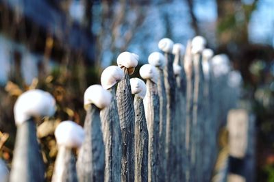 Close up of white flowers