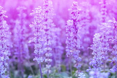 Close-up of purple flowers blooming outdoors