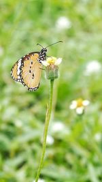 Close-up of butterfly pollinating on flower