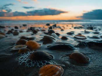 Close-up of pebbles on beach against sky during sunset