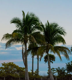 Low angle view of palm trees against sky