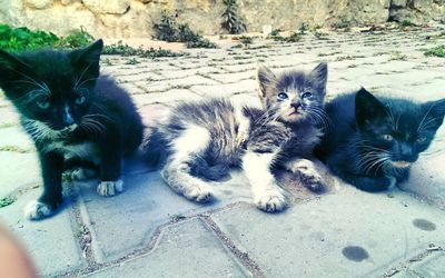 Portrait of kitten sitting outdoors