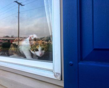Portrait of cat looking through window