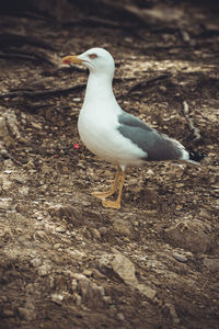 Seagull perching on a field